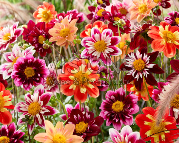 Halskraag dahlia's gemengd