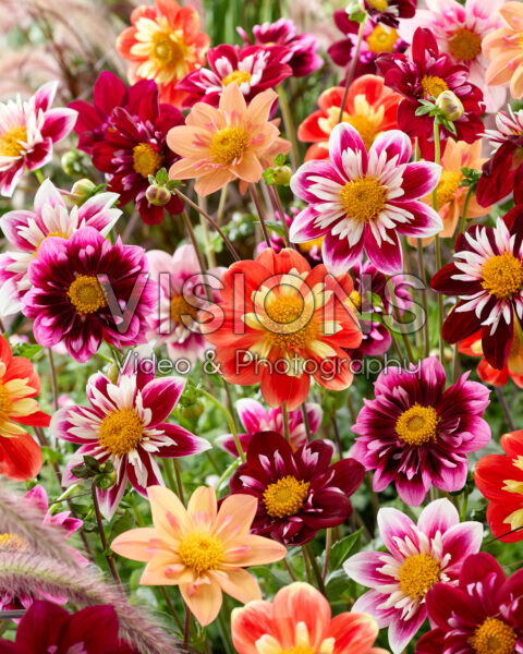 Halskraag dahlia's gemengd