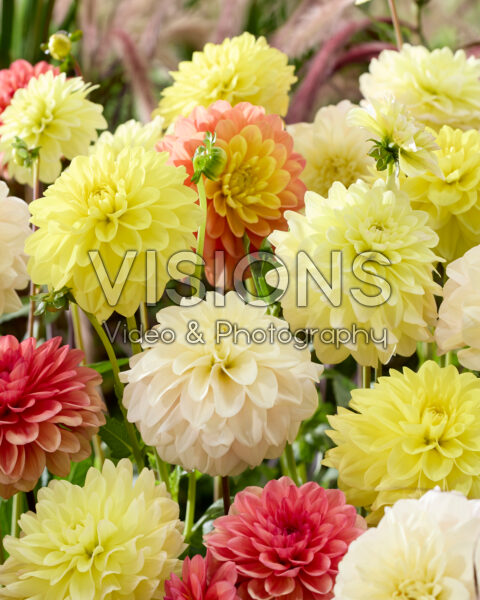 Decorative dahlias mixed Decorative dahlias mixed