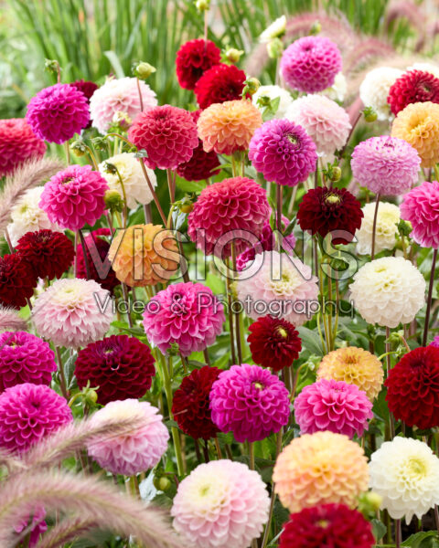 Ball dahlias mixed Ball dahlias mixed