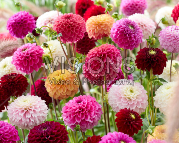 Ball dahlias mixed