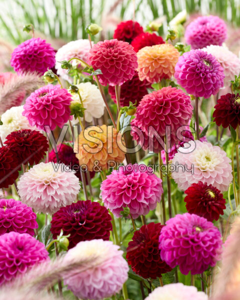 Ball dahlias mixed Ball dahlias mixed
