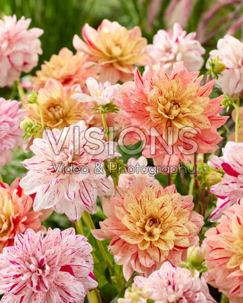 Dahlia Bright Diamond, Nonette