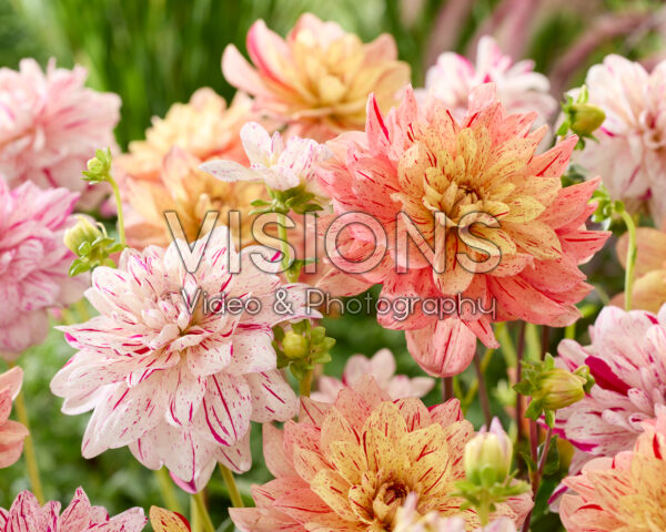 Dahlia Bright Diamond, Nonette Dahlia Bright Diamond, Nonette