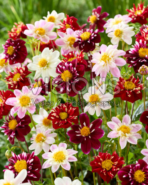 Dahlia Impression mix