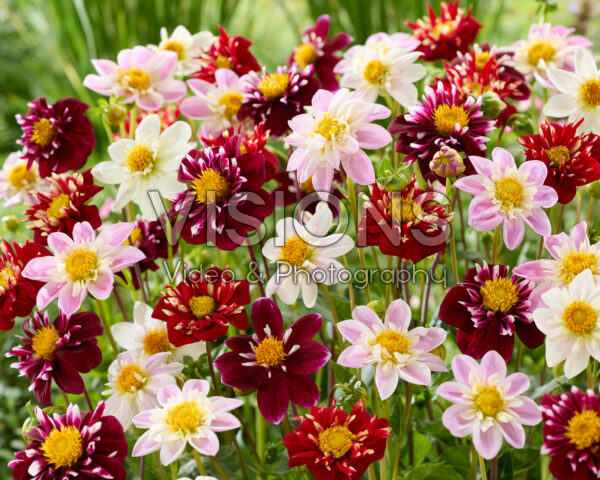Dahlia Impression mix
