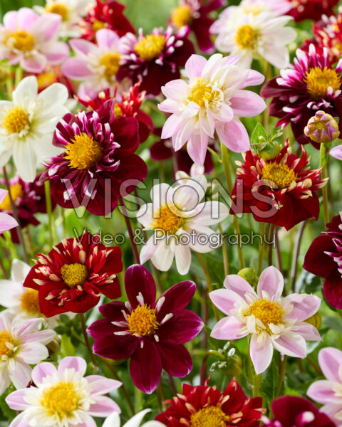 Dahlia Impression mix Dahlia Impression mix