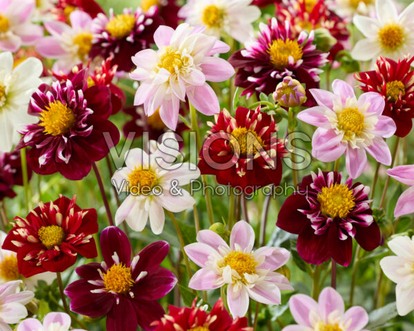 Dahlia Impression mix