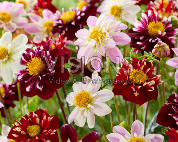 Dahlia Impression mix