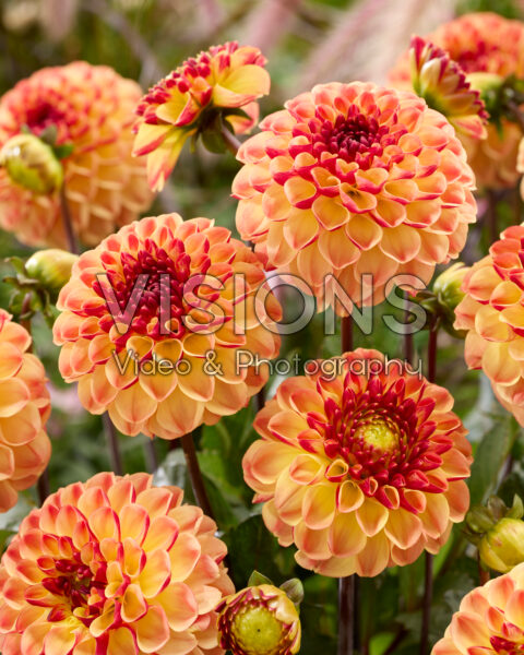 Dahlia Coverband Nightlife