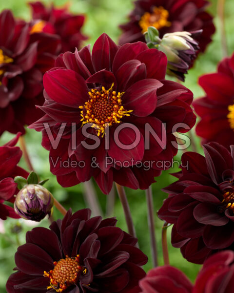 Dahlia Isa Darkness