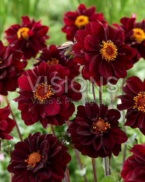 Dahlia Isa Darkness