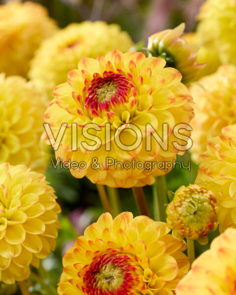 Dahlia Sunny Boy