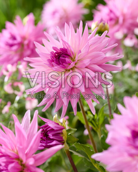 Dahlia Pink Paradise