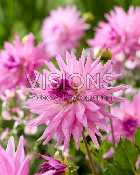 Dahlia Pink Paradise