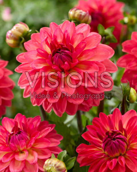 Dahlia Ellen Nauta Dahlia Ellen Nauta