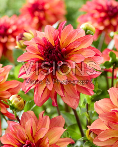 Dahlia Aurora Dahlia Aurora