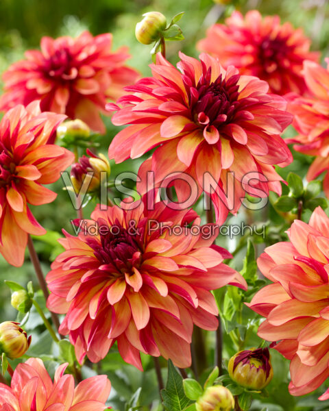 Dahlia Aurora Dahlia Aurora