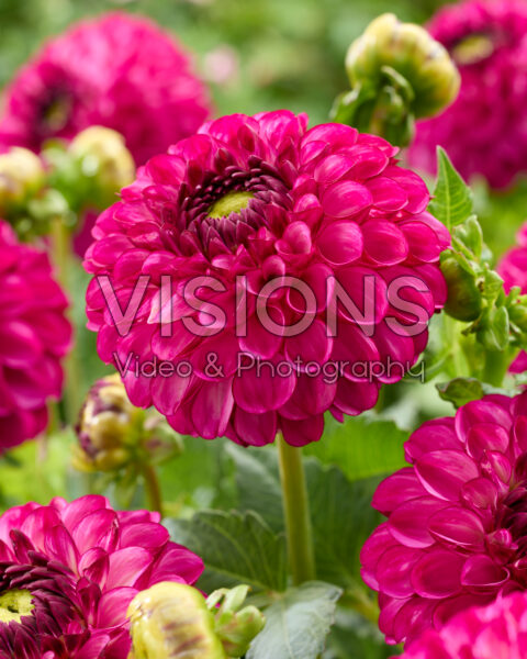 Dahlia David Teniers Dahlia David Teniers