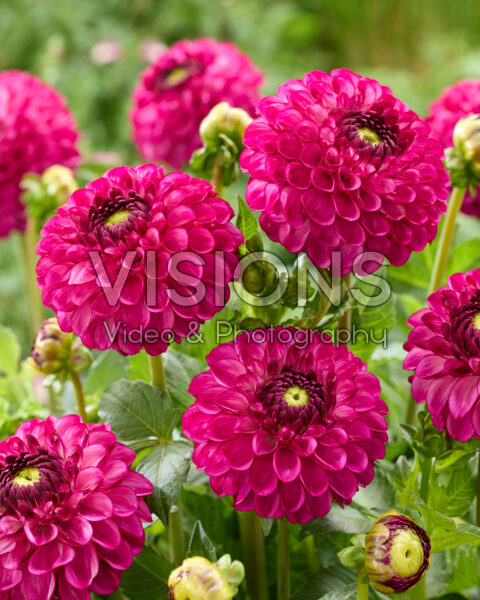 Dahlia David Teniers Dahlia David Teniers