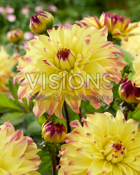 Dahlia Parasol