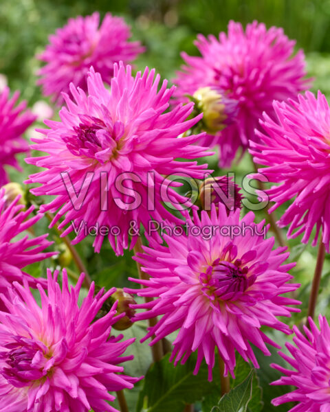 Dahlia Hadrian’s Delight Dahlia Hadrian’s Delight