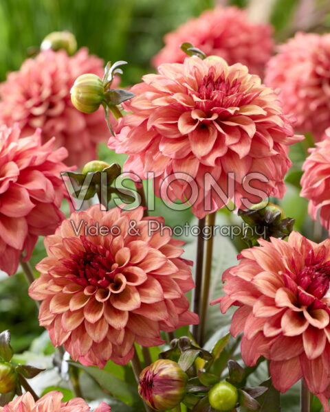 Dahlia Nora DS02 Dahlia Nora DS02