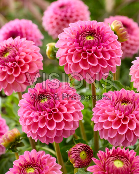 Dahlia Westerton Pearl