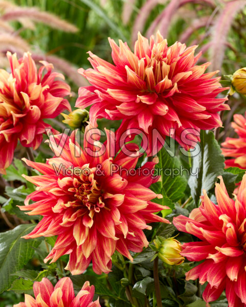 Dahlia Maximus Dahlia Maximus