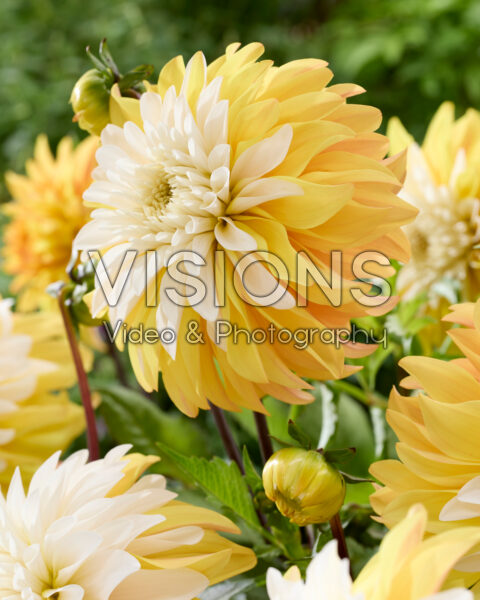Dahlia Mr. Bojangles