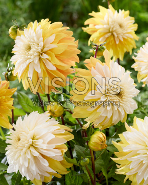 Dahlia Mr. Bojangles