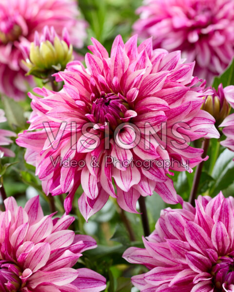 Dahlia Miya