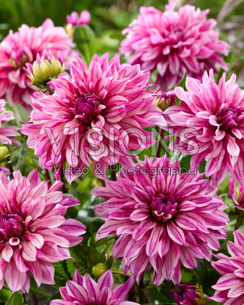 Dahlia Miya