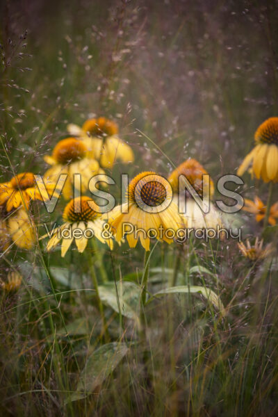 Echinacea Echinacea