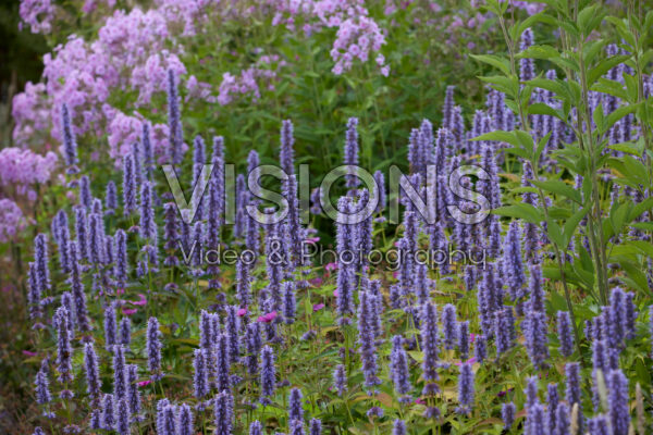 Agastache Agastache