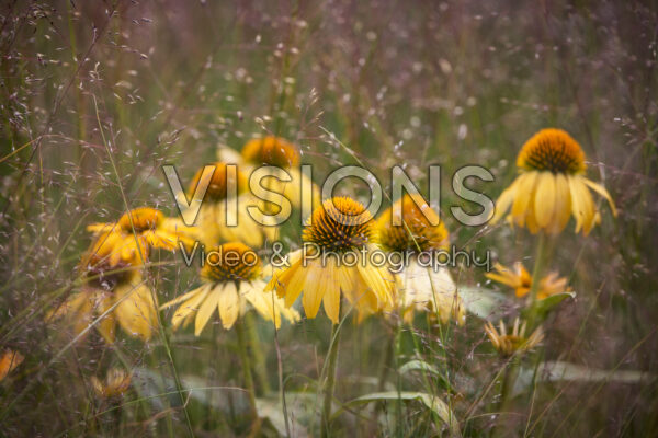 Echinacea Echinacea