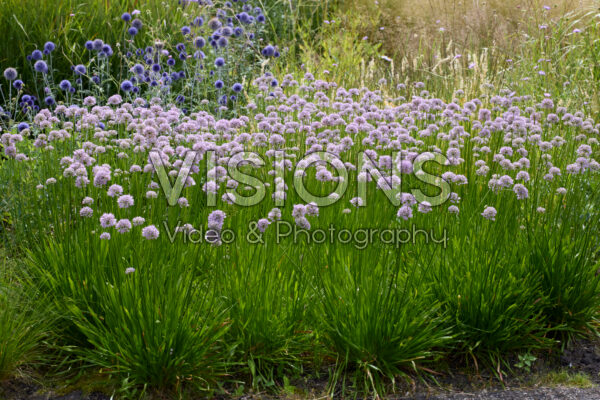 Allium Summer Beauty Allium Summer Beauty