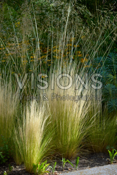 Ornamental grass
