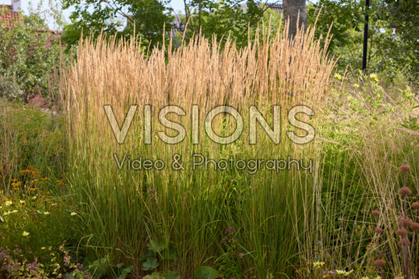 Calamagrostis x acutiflora Karl Foerster Calamagrostis x acutiflora Karl Foerster