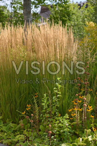 Calamagrostis x acutiflora Karl Foerster