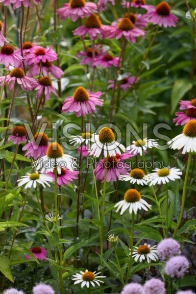 Echinacea