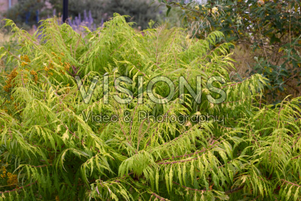 Rhus Rhus