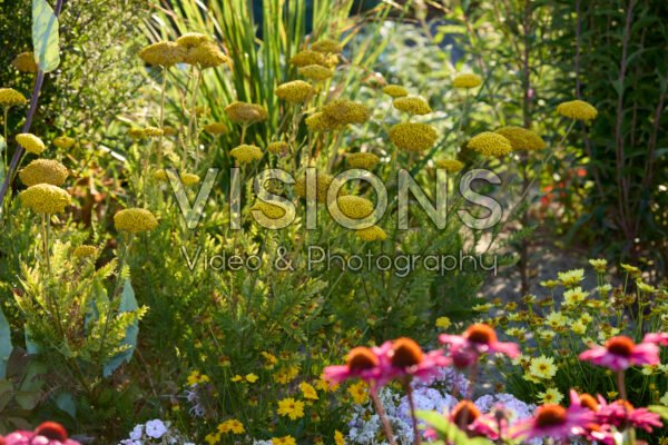 Achillea