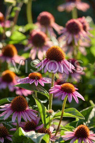 Echinacea Echinacea