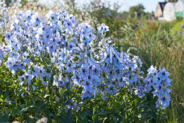Delphinium