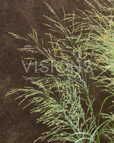 Panicum virgatum Niagara Falls