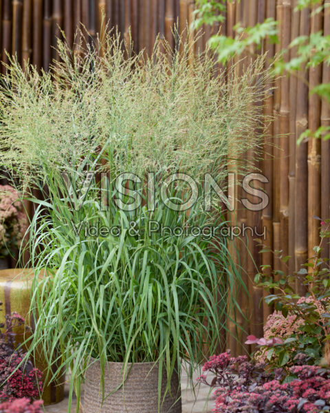 Panicum virgatum Niagara Falls