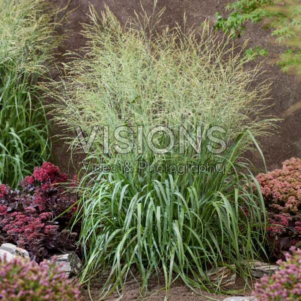 Panicum virgatum Niagara Falls Panicum virgatum Niagara Falls