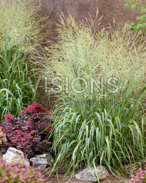 Panicum virgatum Niagara Falls