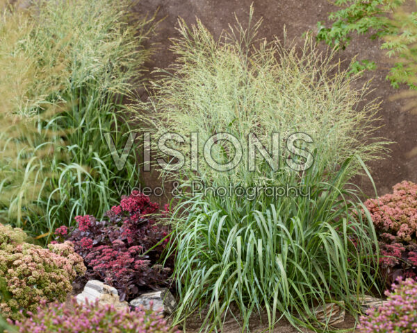Panicum virgatum Niagara Falls